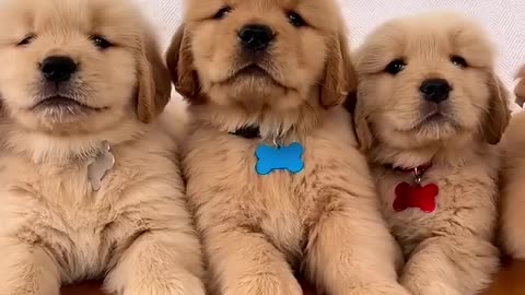 Cute Golden Retriever