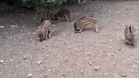 A herd of young boars were fighting for food