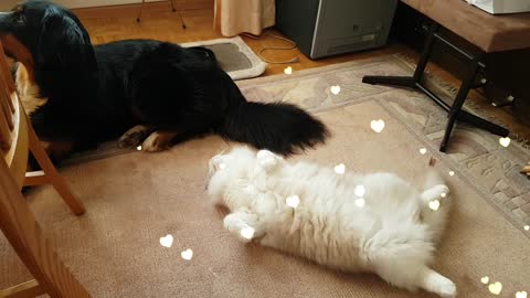 Bernese Mountain Dog doesn't care about cat's affection