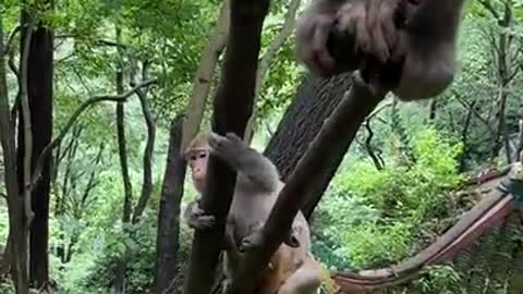 Cute Monkey China & Funny Love monkey| Animals Love