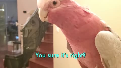 Have you seen a parrot of this beauty before?