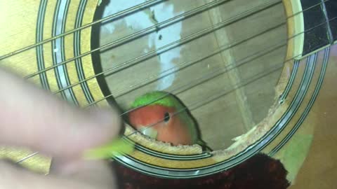 Lovebird Enjoys Guitar Playing from the Inside