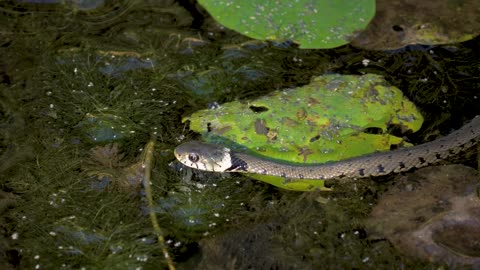 swamp snake