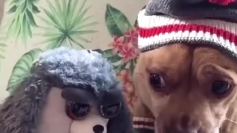 Attack Of The Funny Dogs -- The Best Videos About Dogs #4