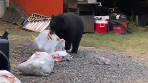 Black Bear Raids The Trash