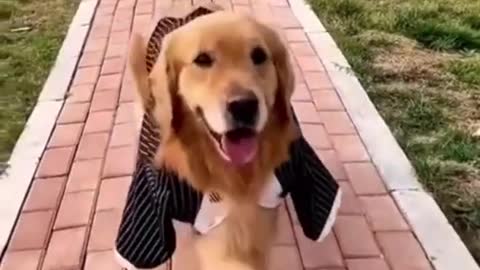 Miss universe dog try not to laugh | cute DOG goes to the catwalk