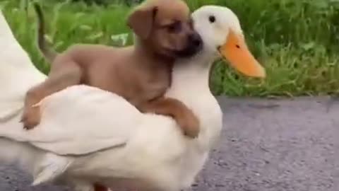 Puppy and Duck friends