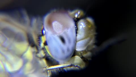 Eye of an insect close up