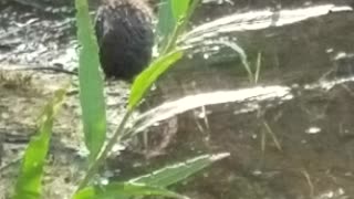 Muskrat bath time