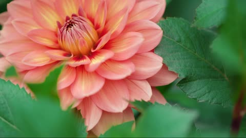 The colorful flowers in the park make people linger.