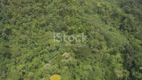 Tales from the Canopy: The World of Jungle Treetop Dwellers