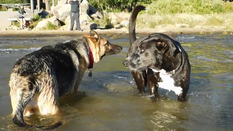 Connor the German Shepherd playing in Lake Tahoe