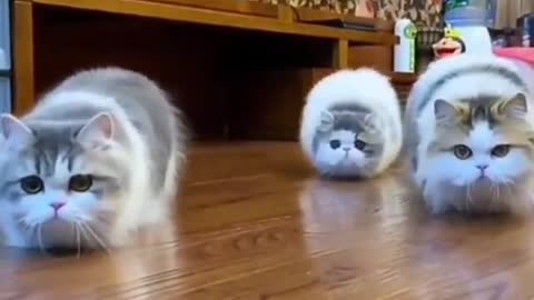 funny animals :3 funny cats cute and funny cats