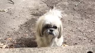 Kirby the shih tzu looking confused