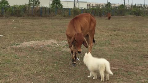 Dog and Cow are Friends