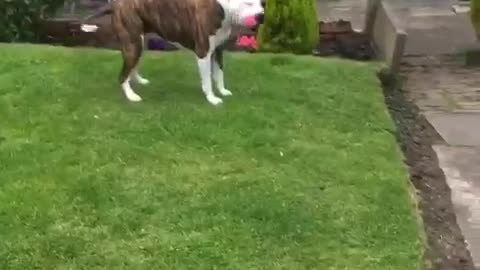 Cute dog going crazy with her toy