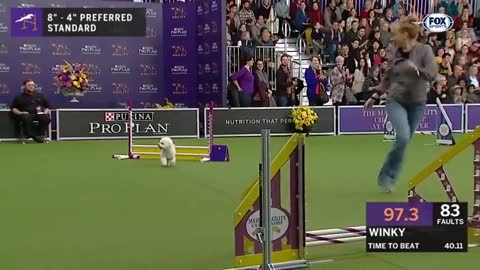 #1 Watch 5 of the best WKC Dog Show moments to celebrate National Puppy Day | FOX SPORTS