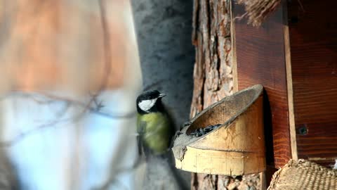 Bird eats in the park - With very beautiful music