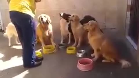 discipline dogs