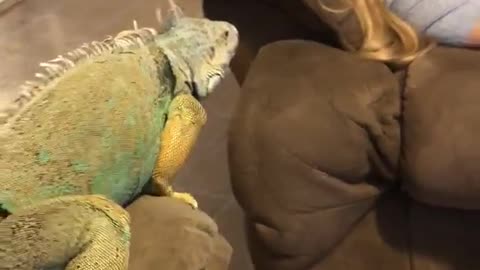 Iguana jumps from couch to couch