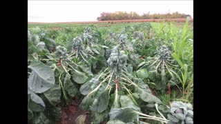 The Brussels Brussels Sprout Oct 2021