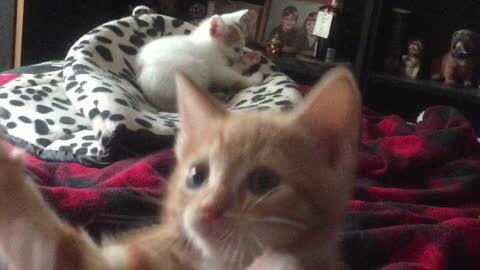 Kittens playing with a fish on a string!