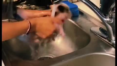 Netizens give "mini pig" a bath, and the last little pig is full of love