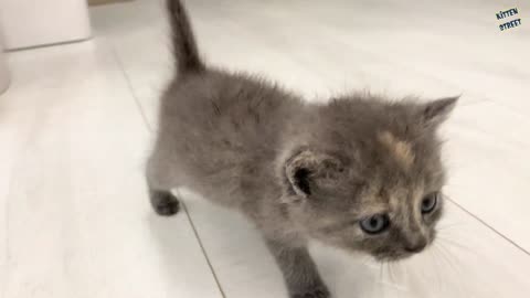 Mom cat meets and sniffs meowing foster kittens for the first time