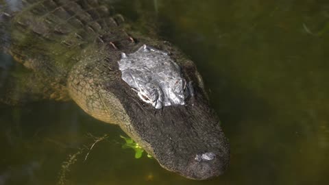 Florida Gator