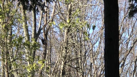 Pileated woodpecker hammering