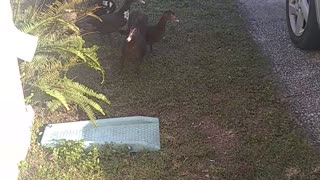 Muscovy Ducks coming to explore my yard!