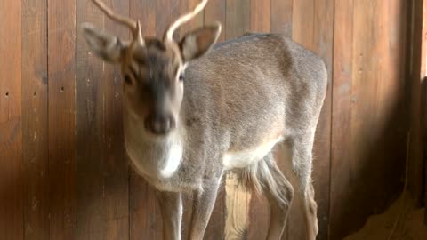 Young deer at eco farm. Wild deer at farm, mammal detail