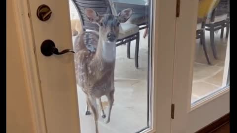 Hungry deer demands food by stomping her hoof