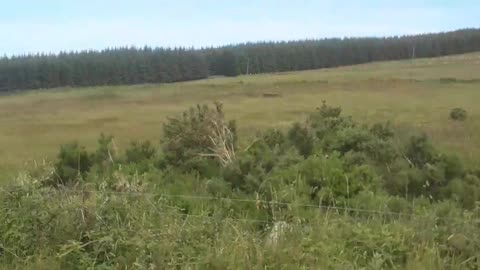 horse driving Dublin mountains