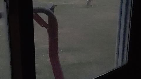 Deer outside window