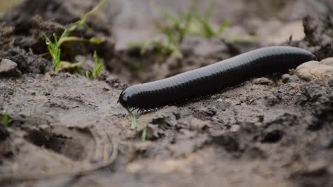 A Millipede Insect Is Crawling On The Ground