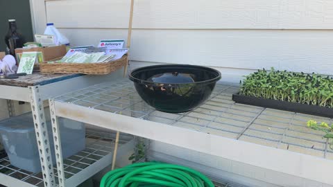 Texas Micro Farms making Salad Bowls for Keller Farmers Market