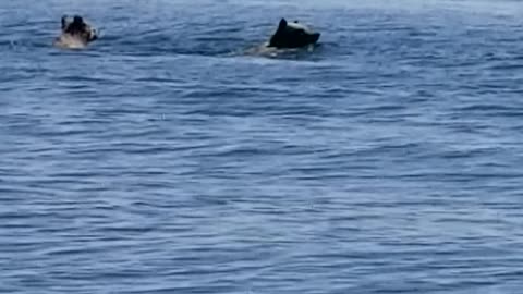 Grizzly Bears Bobbing By the Boat