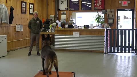 This video will make your Dog Obey you