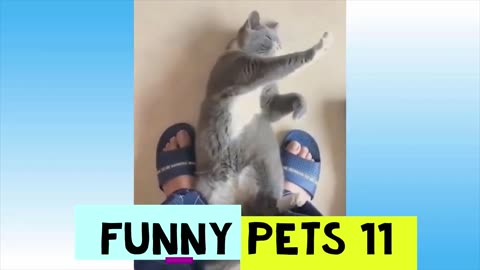 Cute and funny pets....