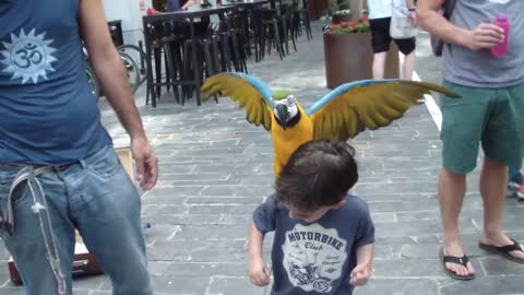 Parrot and baby