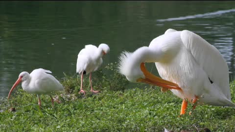 Three waterfowl