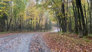 Leaves Falling, Watersmeet, MI