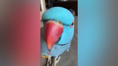 Super Funny parrots compilation #11