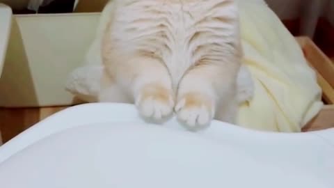 cute cat