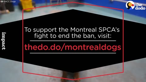 Montreal's Pit Bull Ban Just Went Into Effect