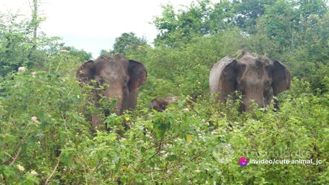 Forest Elephants: Guardians of the Last Eden