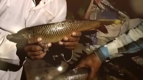 Rohu fish ka shikar