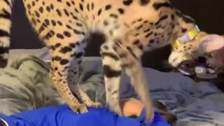 Majestic Serval Cat Gives Owner A Loving Massage