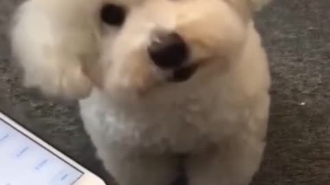 Confused puppy listening to police siren and makes the sound